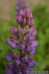 Photo: Lupinus x regalis 2.