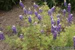 Photo: Lupinus nanus 0.