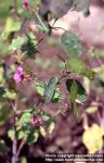 Photo: Lunaria annua.