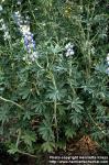 Photo: Lupinus mutabilis.