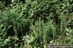 Photo: Lycopodium annotinum.