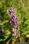 Photo: Lythrum salicaria 8.