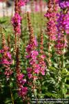 Photo: Lythrum salicaria 10.