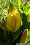 Photo: Lysichiton americanus 6.