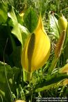 Photo: Lysichiton americanus 7.