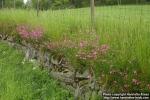 Photo: Lychnis viscaria.