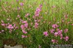 Photo: Lychnis viscaria 1.