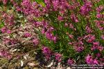 Photo: Lychnis viscaria 5.