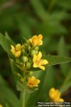 Photo: Lysimachia vulgaris.