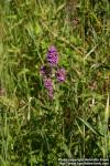 Photo: Lythrum salicaria 13.