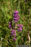 Photo: Lythrum salicaria 15.