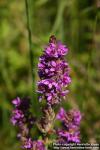 Photo: Lythrum salicaria 14.