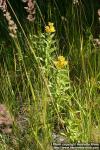 Photo: Lysimachia vulgaris 1.