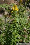 Photo: Lysimachia vulgaris 6.