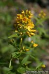 Photo: Lysimachia vulgaris 7.