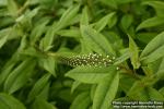 Photo: Lysimachia clethroides 1.