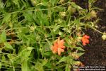 Photo: Lychnis miqueliana.