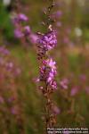 Photo: Lythrum virgatum 3.