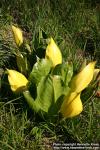 Photo: Lysichiton americanus 13.