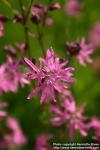 Photo: Lychnis flos cuculi 4.