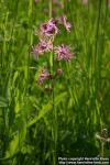 Photo: Lychnis flos cuculi 6.