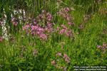 Photo: Lychnis flos cuculi 7.