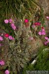 Photo: Silene coronaria 0.