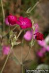 Photo: Silene coronaria 1.