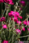 Photo: Silene coronaria 3.