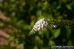 Photo: Lysimachia barystachys 1.