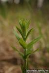 Photo: Lysimachia vulgaris 10.