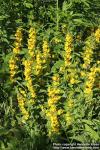 Photo: Lysimachia punctata 5.