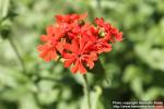 Photo: Lychnis chalcedonica 1.