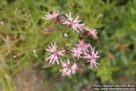 Photo: Lychnis flos-cuculi 10.