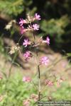 Photo: Lychnis viscaria 8.