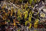 Photo: Lycopodium annotinum 2.