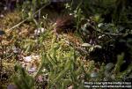 Photo: Lycopodium clavatum.