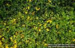 Photo: Lysimachia nummularia.