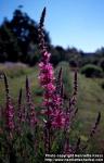 Photo: Lythrum salicaria 5.