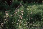 Photo: Lychnis flos cuculi.