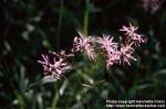 Photo: Lychnis flos cuculi 1.