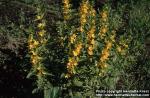 Photo: Lysimachia punctata.