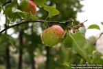 Photo: Malus pumila 6.