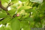 Photo: Magnolia kobus 5.
