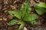 Photo: Mandragora officinarum 1.