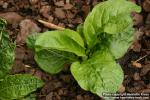 Photo: Mandragora officinarum 2.