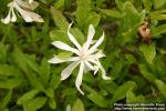 Photo: Magnolia stellata.