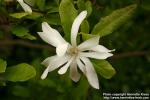 Photo: Magnolia stellata 1.