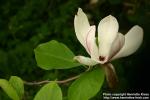 Photo: Magnolia x soulangeana.