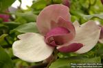 Photo: Magnolia x soulangeana 5.